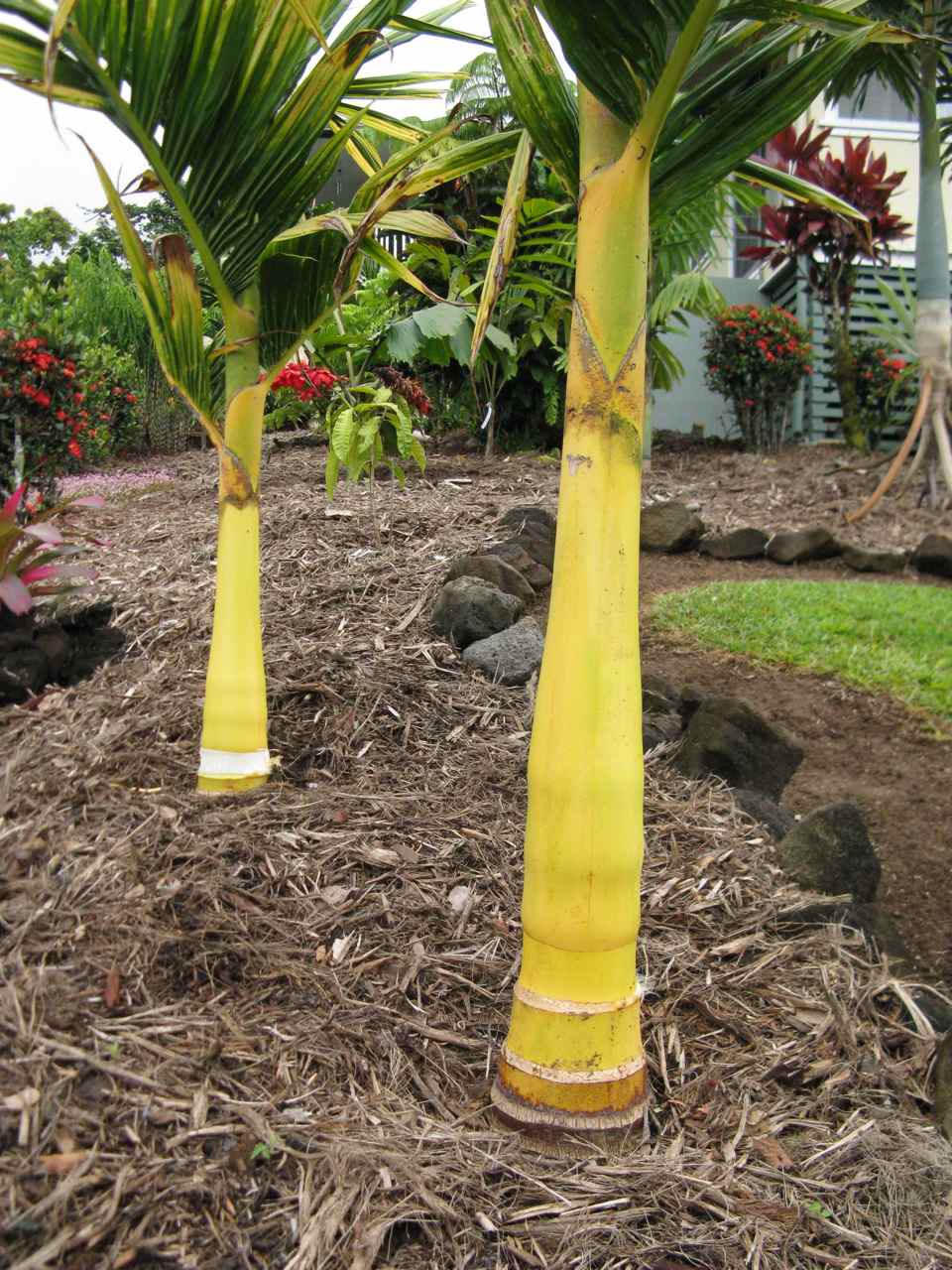 Eureka Areca DISCUSSING PALM TREES WORLDWIDE PalmTalk